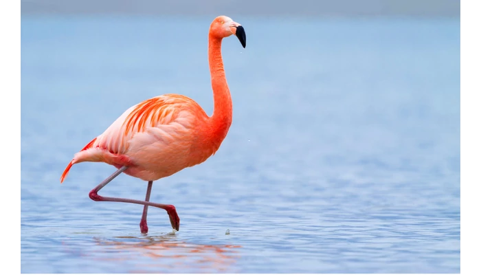 Astaxanthin – A természet vörös csodafegyvere az egészségért és a bőrápolásban