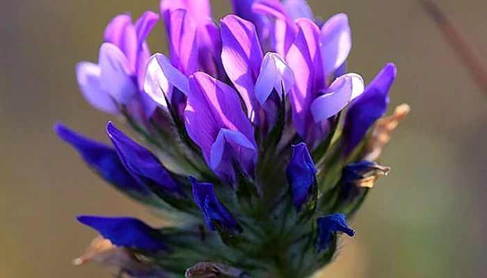 A bakuchiol a természetes retinol