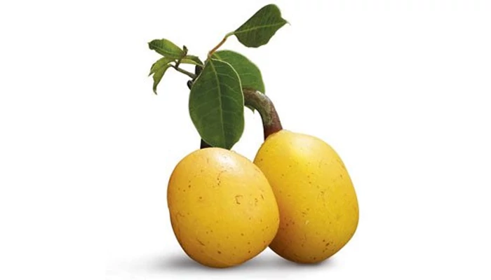 Marula olaj, az igazi luxus szépségolaj